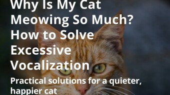 Why Is My Cat Meowing So Much? How to Solve Excessive Vocalization