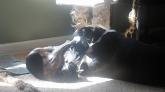 Walter testing Luci's temperament