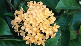 Rongon flower photography.