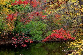 Fall Colors at Hibernia Park in West Caln Twp, Pennsylvania