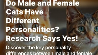 Do Male and Female Cats Have Different Personalities? Research Says Yes!