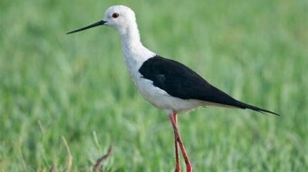 Black-winged Stilt