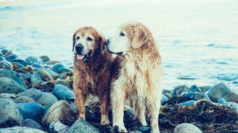 [59] Three sisters and two female dogs…(Episode - 5)