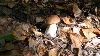 A very intense and fruitful day in the forest, in the Kraków-Częstochowa Upland