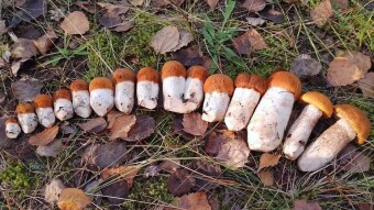 Red-capped scaber stalk in a cap born - the perfect mushroom for pickles