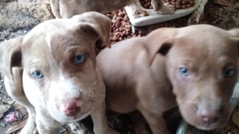 Puppy Photos, again.