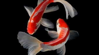 Big Koi Fish Talk Number Six By Will Jones
