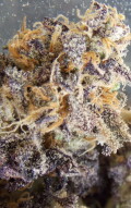 Welcome to the Wild, Wild, World of Cannabis! (Though Cannabis is Non-Addictive, Cultivation of it Definitely Is! lol)