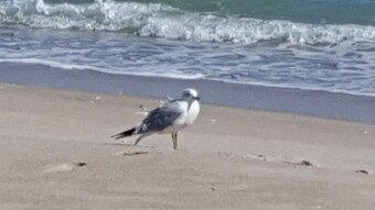 Close Encounters of the BIRD Kind
