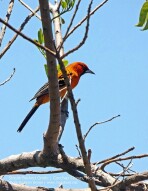 The Streak-Backed Oriole