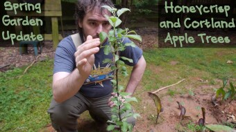 Spring Garden Updates: Apple trees