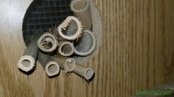 Mid Spring Solitary Bee update