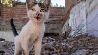 Can Pets Predict An Earthquake?
