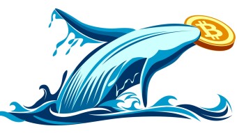 "The New Gold Rush" - Bitcoin Whales Reaching a New ATH After 4 Years