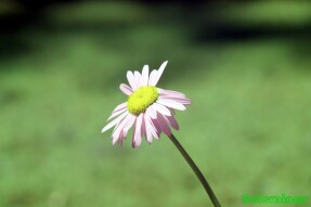 Full Spectrum Photography - Robinson's Mix Pyrethrum Daisy