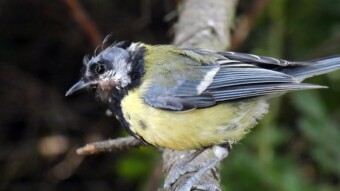 Great tit, genetic changes, diseases, traces of struggle, or maybe just old age?