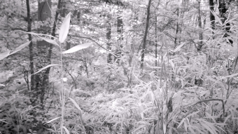 Bamboo Growing among the Ferns - Infrared Photography
