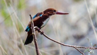 Birding Season has Started