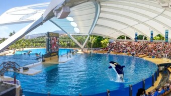Tenerife Uncovered: The Magnificent Loro Parque