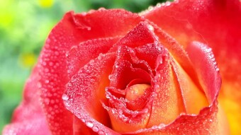 WATER DROPS Photography