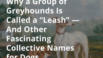 Why a Group of Greyhounds Is Called a “Leash” — And Other Fascinating Collective Names for Dogs