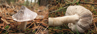 Mushrooms occurring in Europe - Tricholoma virgatum