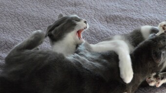 Cat Wrestling