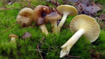Mushroom with a radioactive☢️element - Herald of the winter (Hygrophorus hypothejus)
