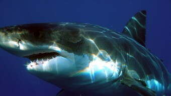 Teenage Surfer Killed by Shark off Australian Coast