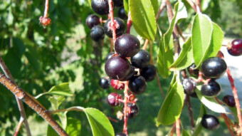 Bird cherry - wild cherry, great-grandfather of cherries with health properties