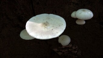 Porcelain fungus - beautiful and delicate arboreal mushrooms