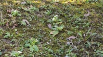 Travelling in time and space in two pieces of garden (chapter three and four)