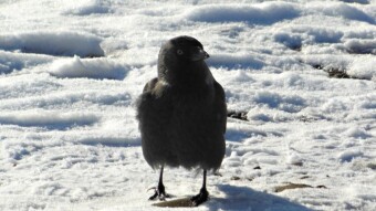 A Jackdaw bird unlike any other - How do I recognize my favorite?