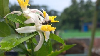 Flower and insect Photography.