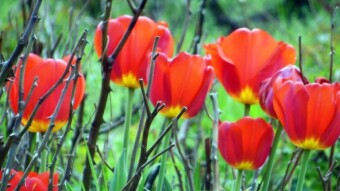 A beautiful spring day, few walkers, full of relaxation - My Actifit Report Card: April 13 2024