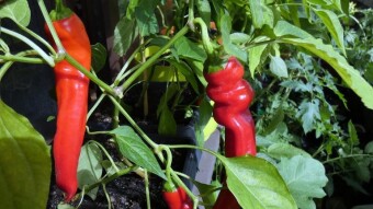 Things are going well in my garden at the beginning of August