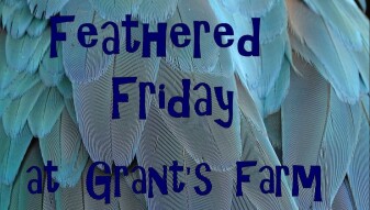 Feathered Friday - Strutting Their Stuff at Grant's Farm