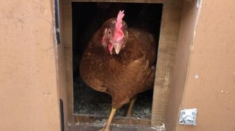 Welcome to Hopeful Homesteading