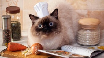 Butter basics : The Copy cat