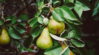 Greening the Planet
