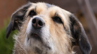 Some Lesser-Known Reasons To Pick Up Your Dog's Waste