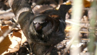 The bird youth are distrustful, it takes time. Beautiful weather to meet winged friends