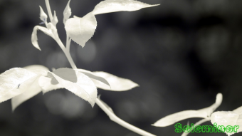 Aphids on Rose buds - Ultraviolet and Infrared Macro Photography