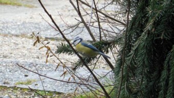 Warm, windy, very pleasant - My Actifit Report Card: February 3 2024