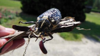 Unusual pest in my park - Pine chafer