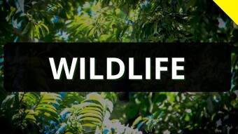 WILDLIFE just need Right Care!