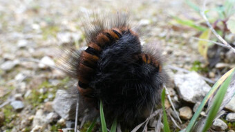 One day there will be a beautiful butterfly - walks in the Jurassic forests