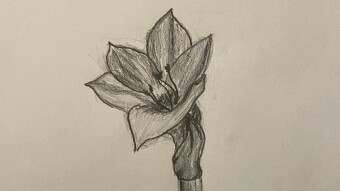 Amaryllis!