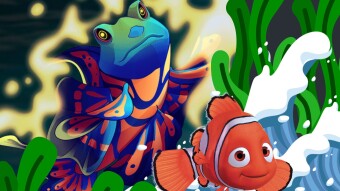 Splinterlands Battle Challenge live from the Aquarium - Finding the Angelic Mandarin