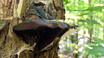 Mushroom with many health benefits - Willow bracket